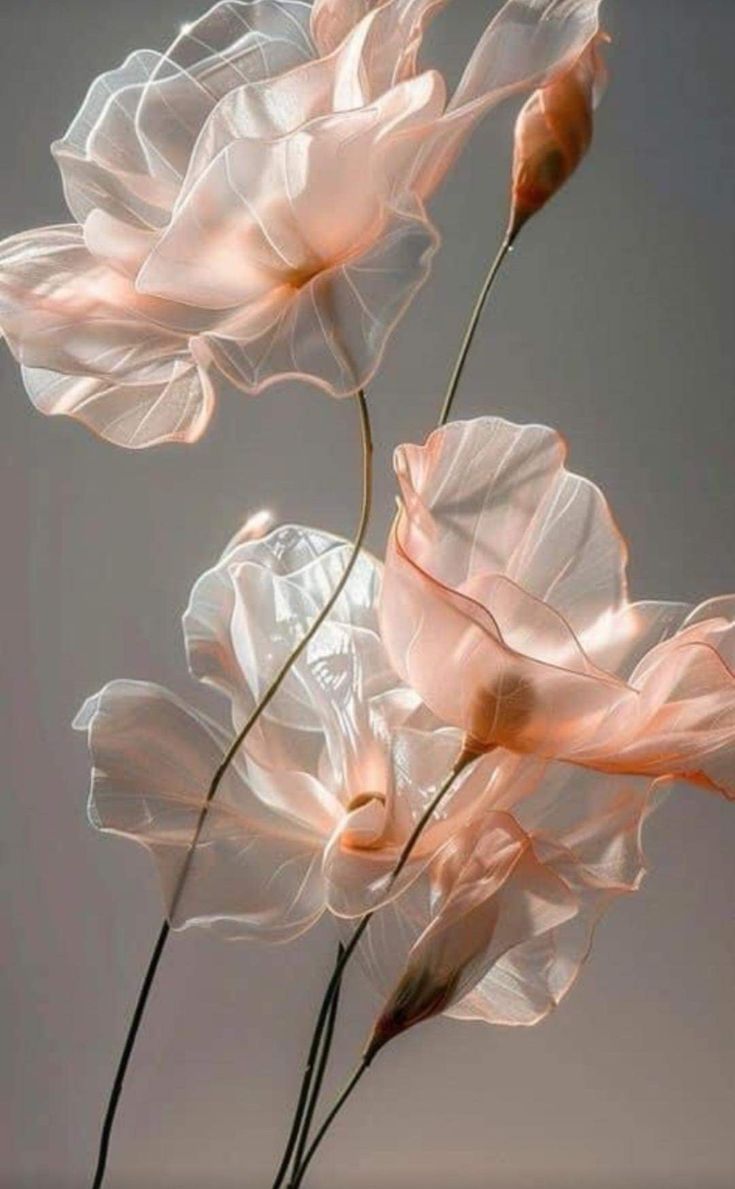 YouMedia ilə Qlobal Auditoriyaya Necə Çatmaq Olar?