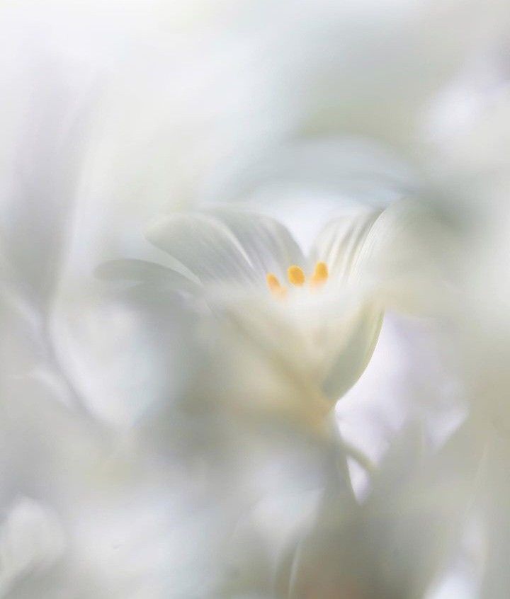 2024-cü ilin Ən Yüksək Mükafatlar Qazananları