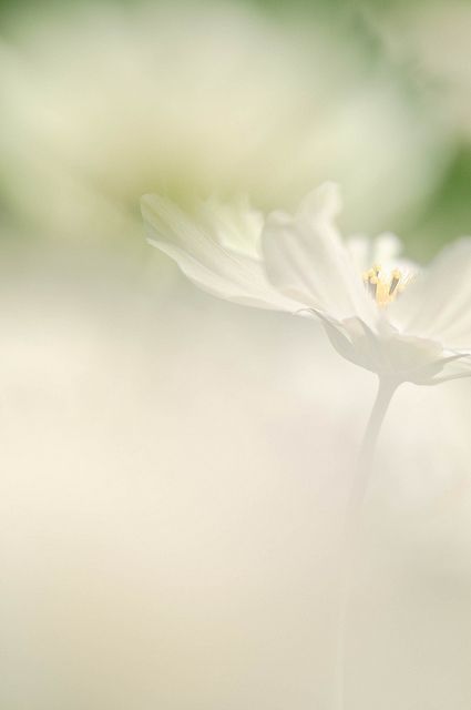  Hər Gün Bir Musiqi Şəhərini Tanıyaq